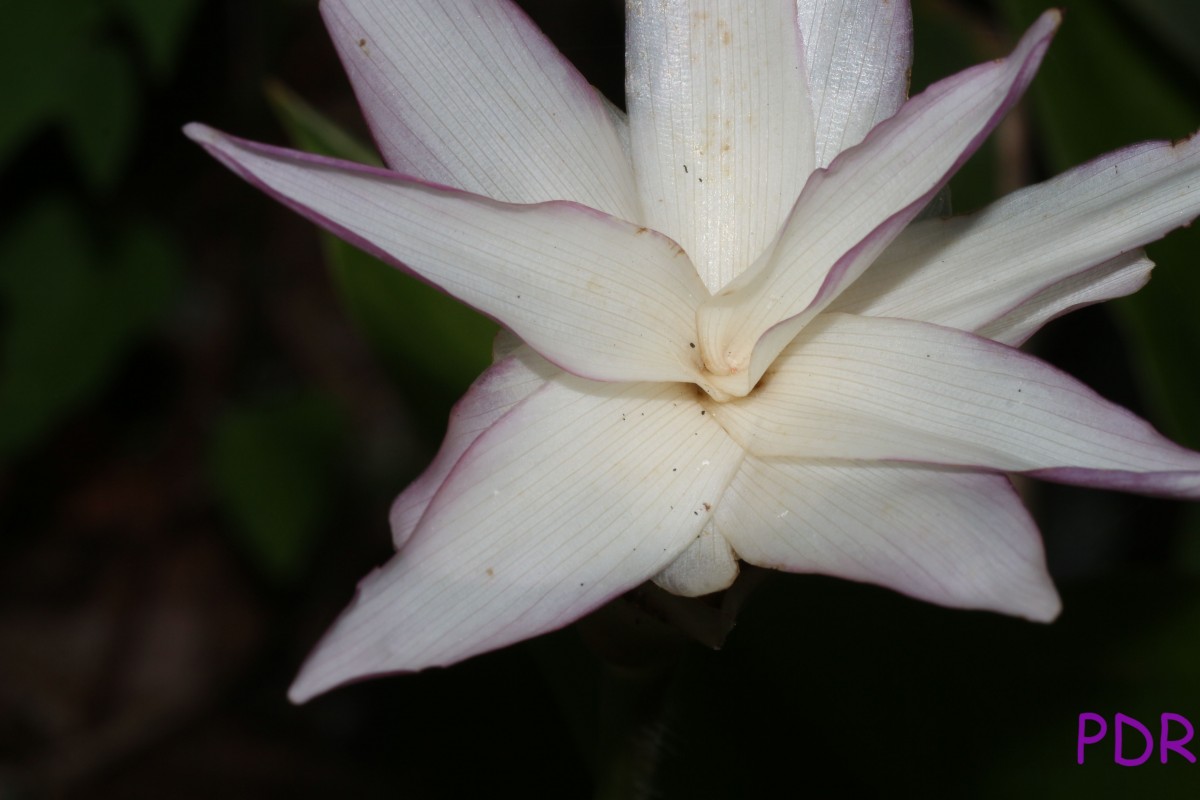 Goeppertia loeseneri (J.F.Macbr.) Borchs. & S.Suárez